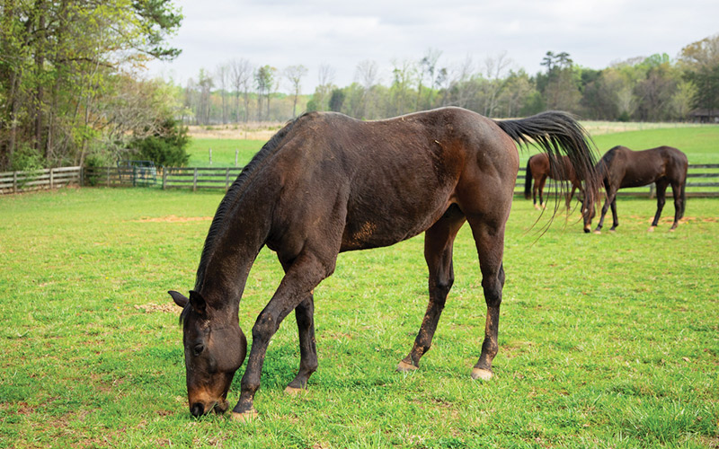 Smith Marketing - Horses