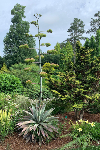 Juniper Level Botanic Garden